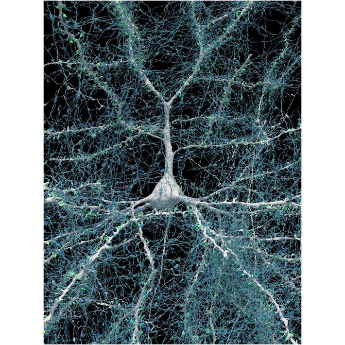 Um neurônio (em branco) tem mais de 5 mil axônios (em azul) chegando de outras células e carregando sinapses (em verde) Foto: oogle Research & Lichtman Lab (Harvard University)/Renderizado por D. Berger