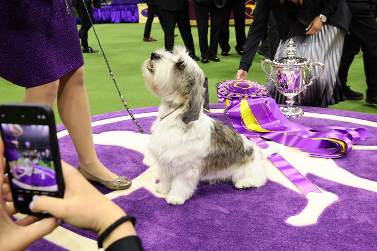 Westminster Dog Show 2024 Sage the Miniature Poodle wins Best in Show