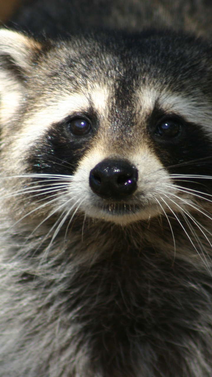 <p>Raccoons may look cute and harmless, but they are also potential carriers of the rabies virus. In fact, raccoons are one of the most commonly reported rabid wildlife species in the United States, according to the US Centers for Disease Control and Prevention (CDC).</p>