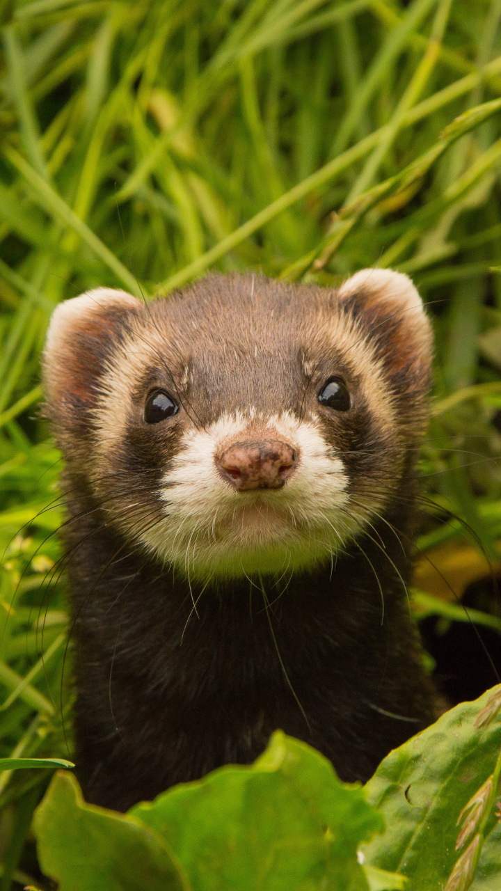 <p>Ferrets are another commonly kept pet that can carry and transmit rabies. According to a study published in the Journal of Exotic Pet Medicine, there have been documented cases of rabies in pet ferrets in the United States.</p>