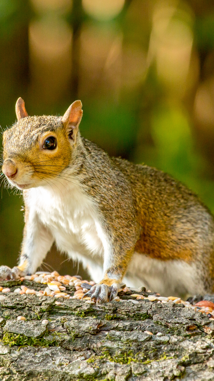 <p>Squirrels are another harmless animal that can carry rabies. While cases of rabies in squirrels are rare, they can still occur. According to the US Centers for Disease Control and Prevention (CDC), there have been documented cases of rabies in squirrels in the United States.</p>