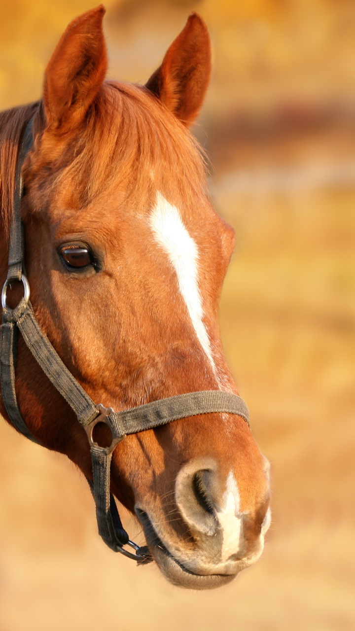 <p>Horses can also contract rabies and transmit it to humans. While cases of rabies in horses are relatively rare, they can still occur. According to the Journal of the American Veterinary Medical Association, there have been documented cases of rabies in horses in the United States.</p>