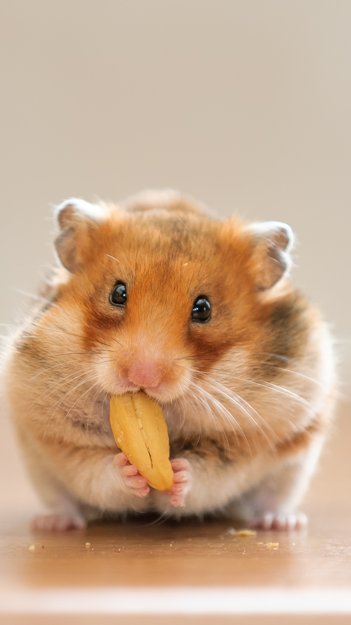 <p>Hamsters may be popular pets, but they can also carry and transmit rabies. According to a study published in the Journal of Small Animal Practice, there have been documented cases of rabies in pet hamsters in the United States.</p>