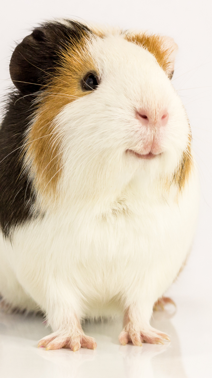<p>Guinea pigs are another popular pet that can carry and transmit rabies. According to a study published in the Journal of Exotic Pet Medicine, there have been documented cases of rabies in pet guinea pigs in the United States</p>