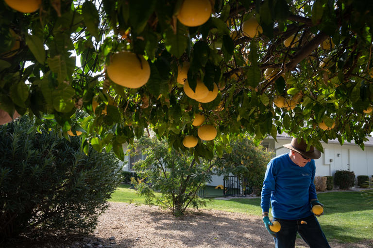 Does grapefruit lower blood pressure? Here’s everything you need to know.