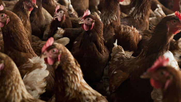why aren’t we vaccinating birds against bird flu?