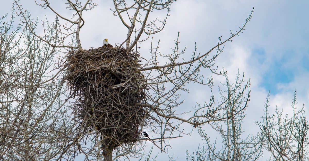 Bald Eagle Nest: 10 Fun Facts