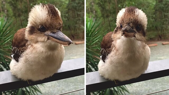 Fluffy Kookaburras Are Super Cute When They Say "hi"