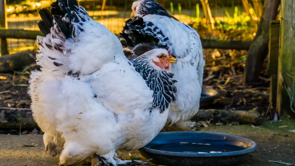 14 Best Chicken Breeds That Consistently Lay Great Eggs