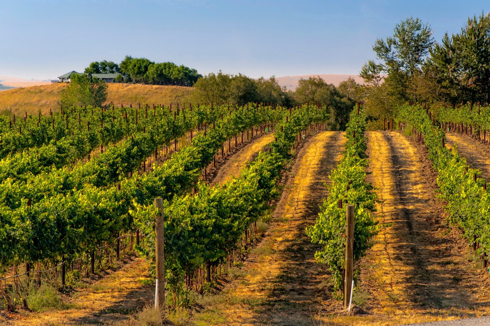 Image Credit: Shutterstock / Danita Delimont <p>Walla Walla is a treat for wine lovers looking for a laid-back vibe without the Napa markup. The local wine scene is robust and the community welcoming, making for a soothing escape.</p>