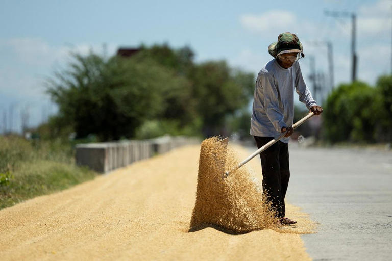 A farmer dries rice on the side of a road during a hot day in Candaba, Pampanga, April 30, 2024. REUTERS/ Eloisa Lopez