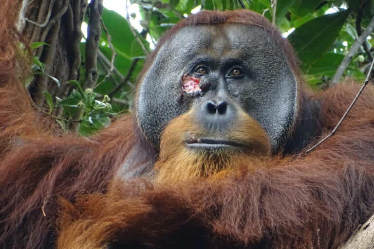 Hold my ointment: Wild orangutan observed healing wound with medicinal plant