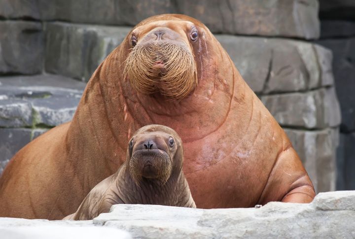 15 Wonderful Facts About Walruses