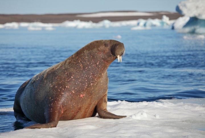 15 Wonderful Facts About Walruses