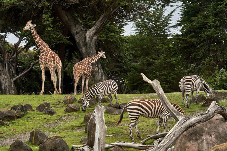 Picture of giraffes and zebras in a zoo