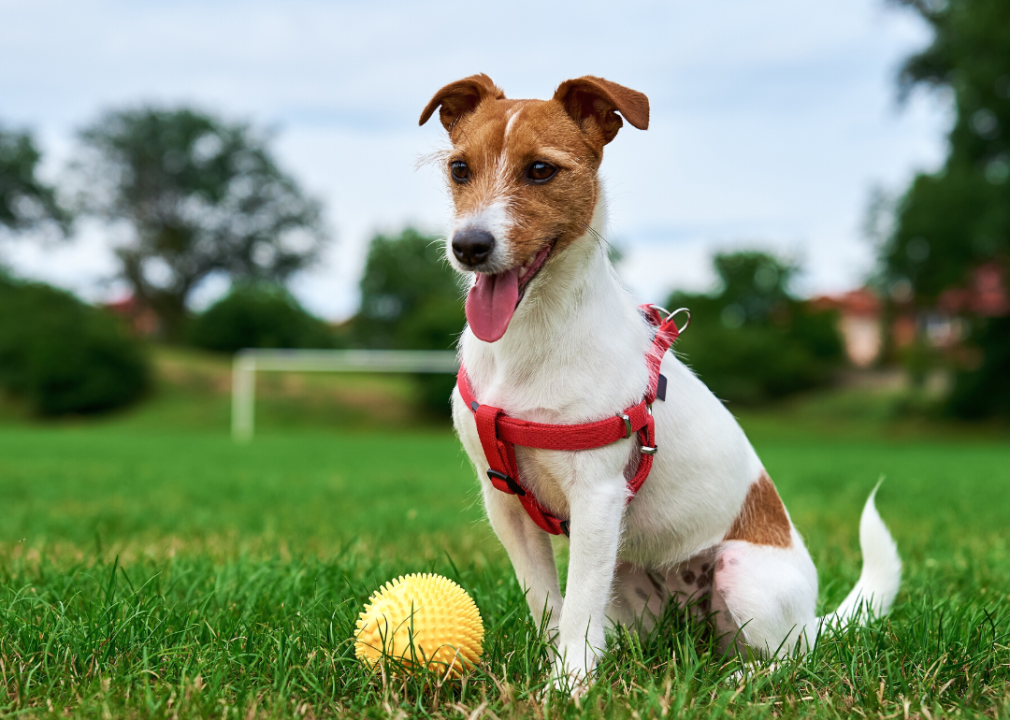 <p>These popular family dogs officially received their name in 1961, but they've been around since they were originally bred by English clergyman John "Jack" Russell. An avid huntsman, Reverend Russell bred these terriers to have great stamina and courage, perfect for chasing game.</p>