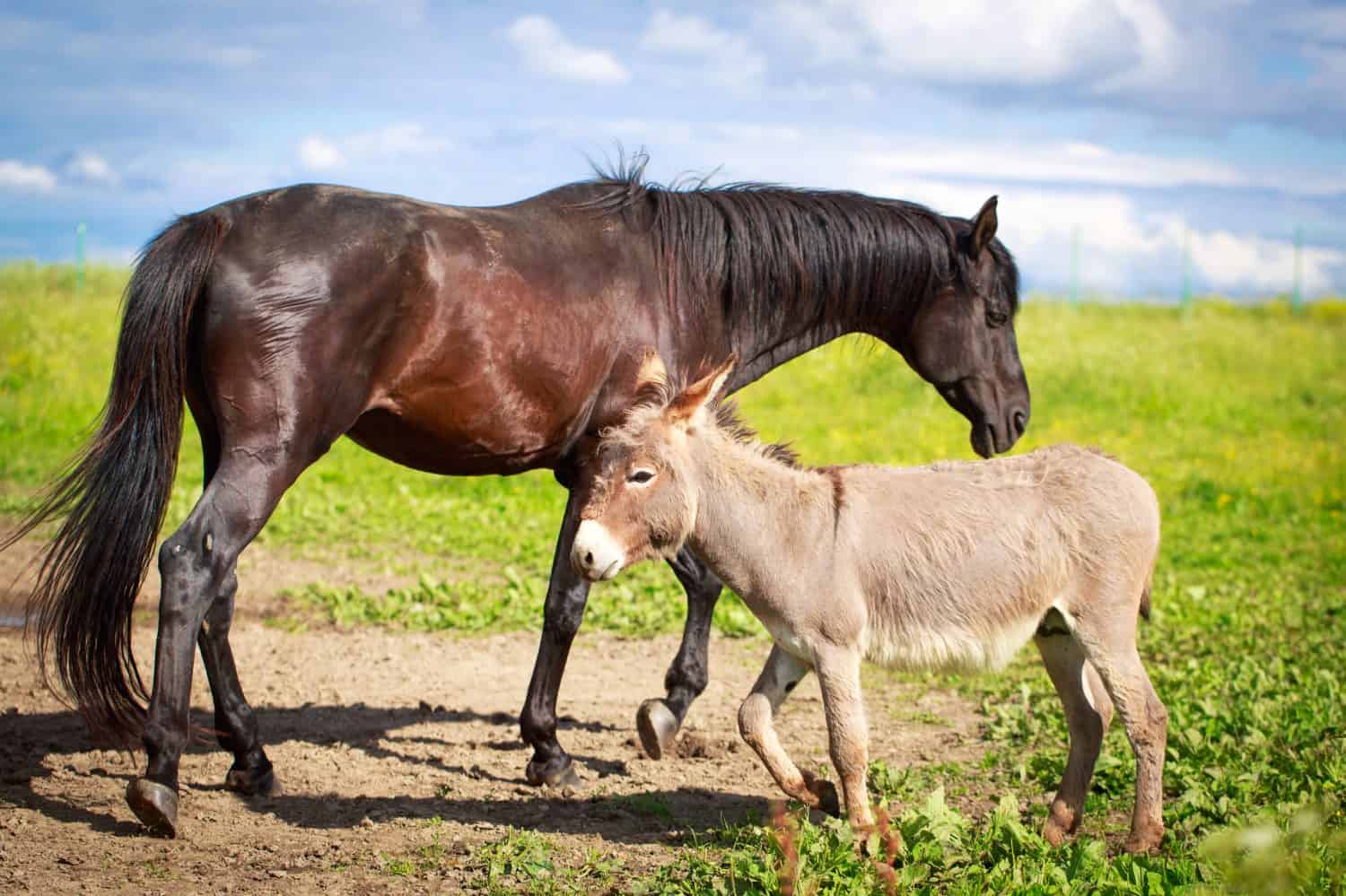 Horse and donkey pictures