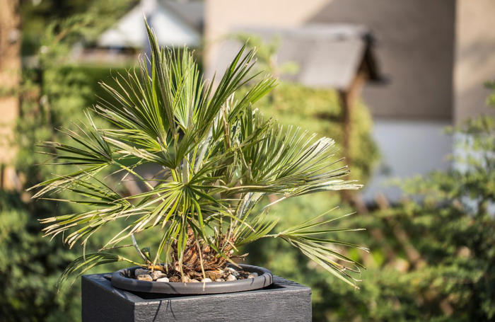 cette plante canon est idéale pour le balcon ou la terrasse et peut rester dehors toute l'année
