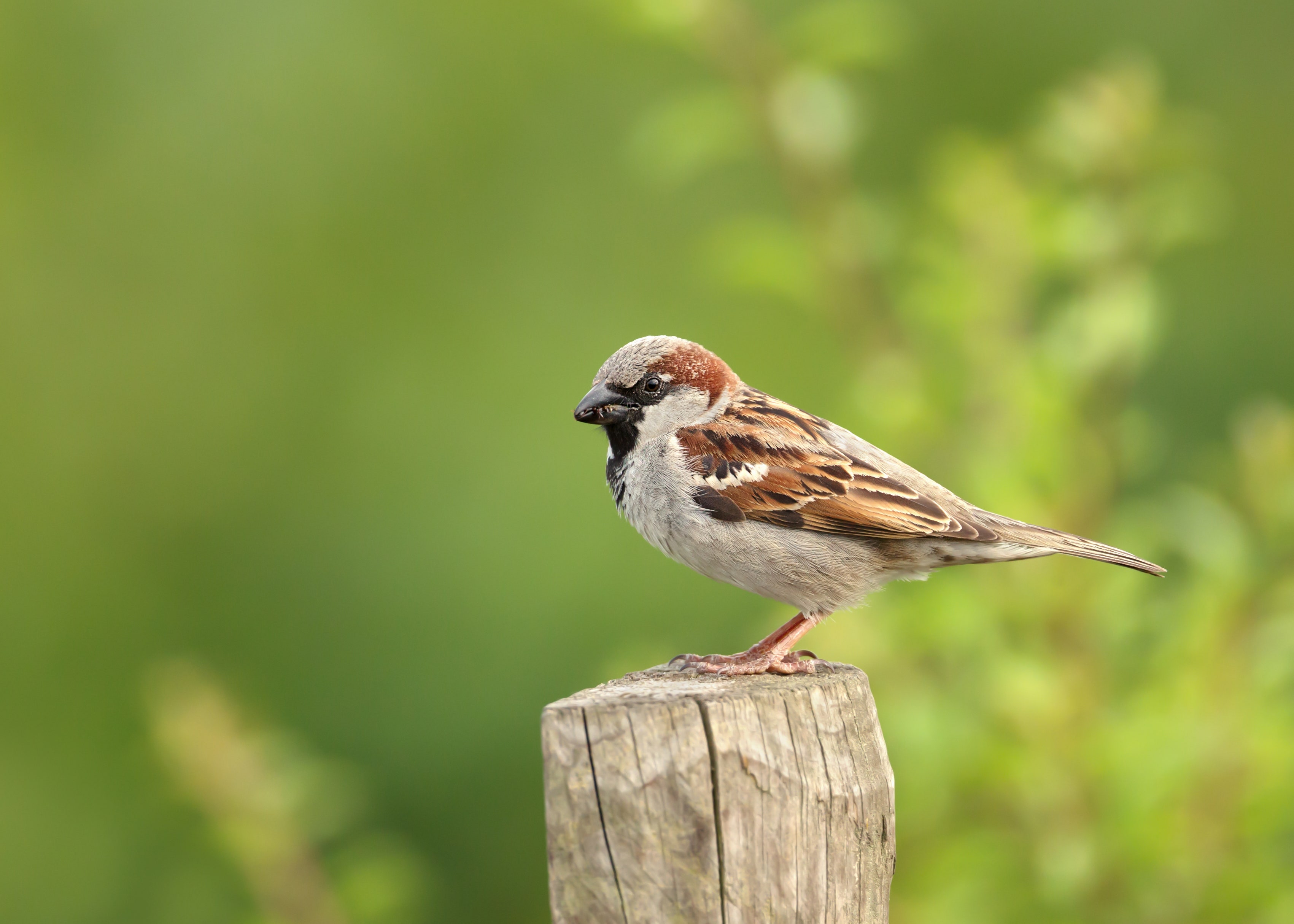 les oiseaux de jardin : comment les reconnaître ?