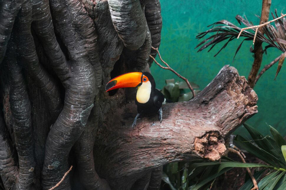 the 10 best zoos in america to visit this summer