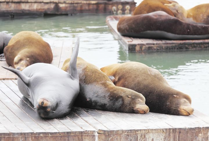 15 Wonderful Facts About Walruses