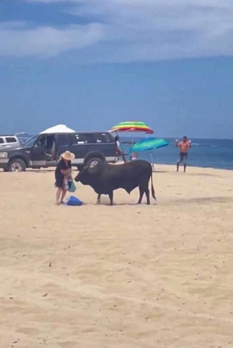 El animal se sintió amenazado por la mujer cuando este olfateaba sus cosas Foto: Captura