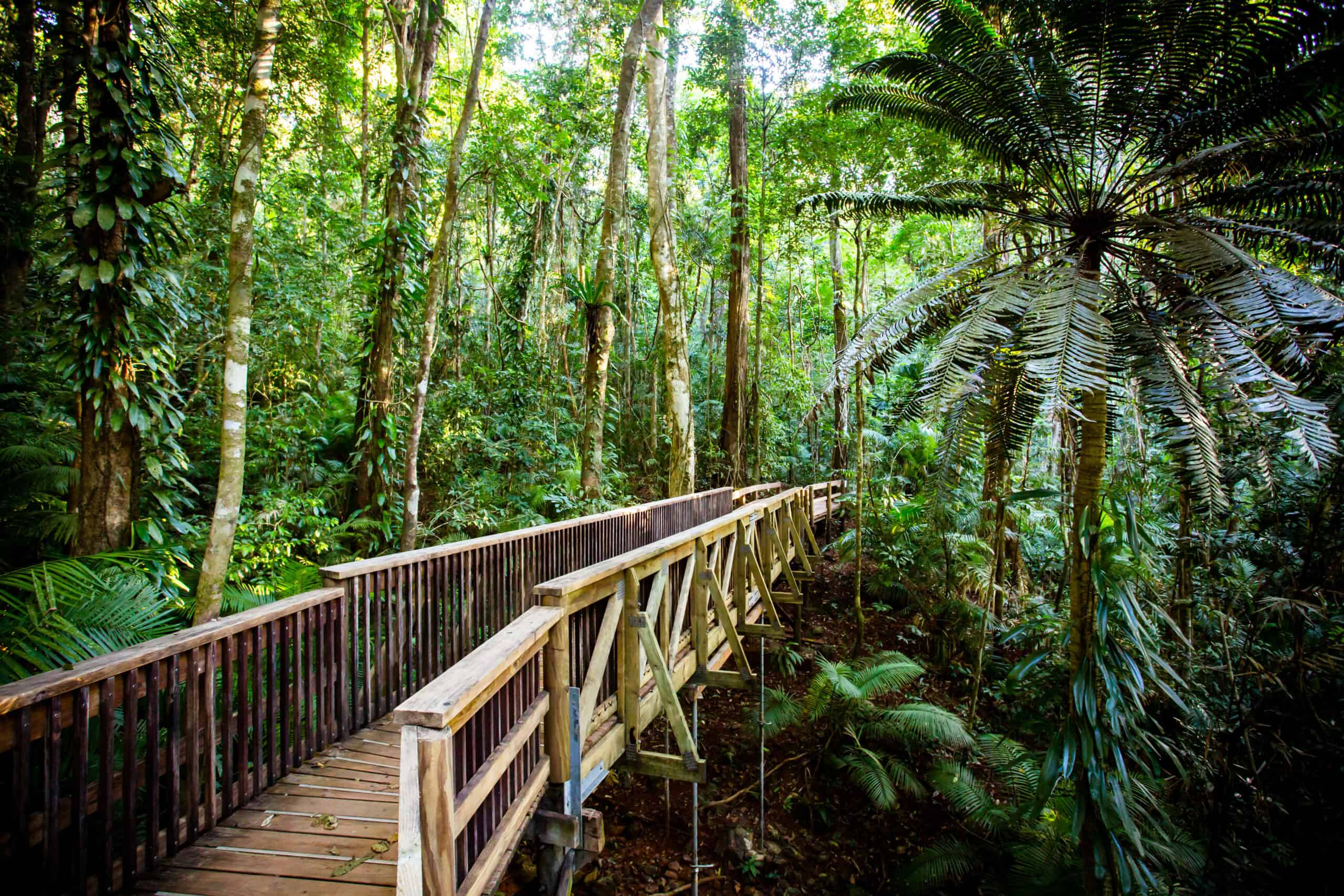 <p>Stepping into the Daintree Rainforest might ruin all other forests for you. This northeastern Australian treasure is the oldest tropical rainforest on Earth, boasting a lineage that stretches back over 180 million years, predating even the Amazon. </p> <p>Here, you wander through a living museum, home to ancient flora and unique creatures like the Bennett’s tree-kangaroo, ensconced in a lush canopy that teems with biodiversity. With its rich Indigenous heritage and eco-tourism ventures that range from river cruises to canopy tours, the Daintree offers an immersive escape into nature’s wonders—set foot here, and a simple woodland hike elsewhere might just never compare.</p>