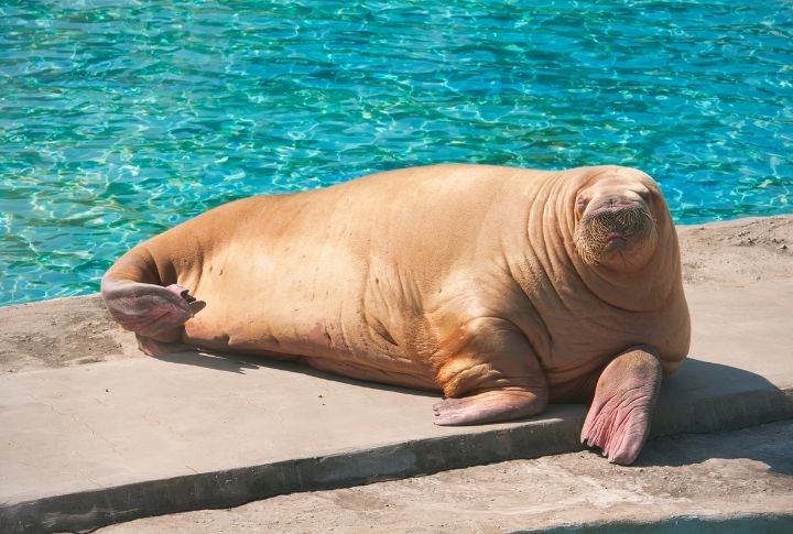 15 Wonderful Facts About Walruses