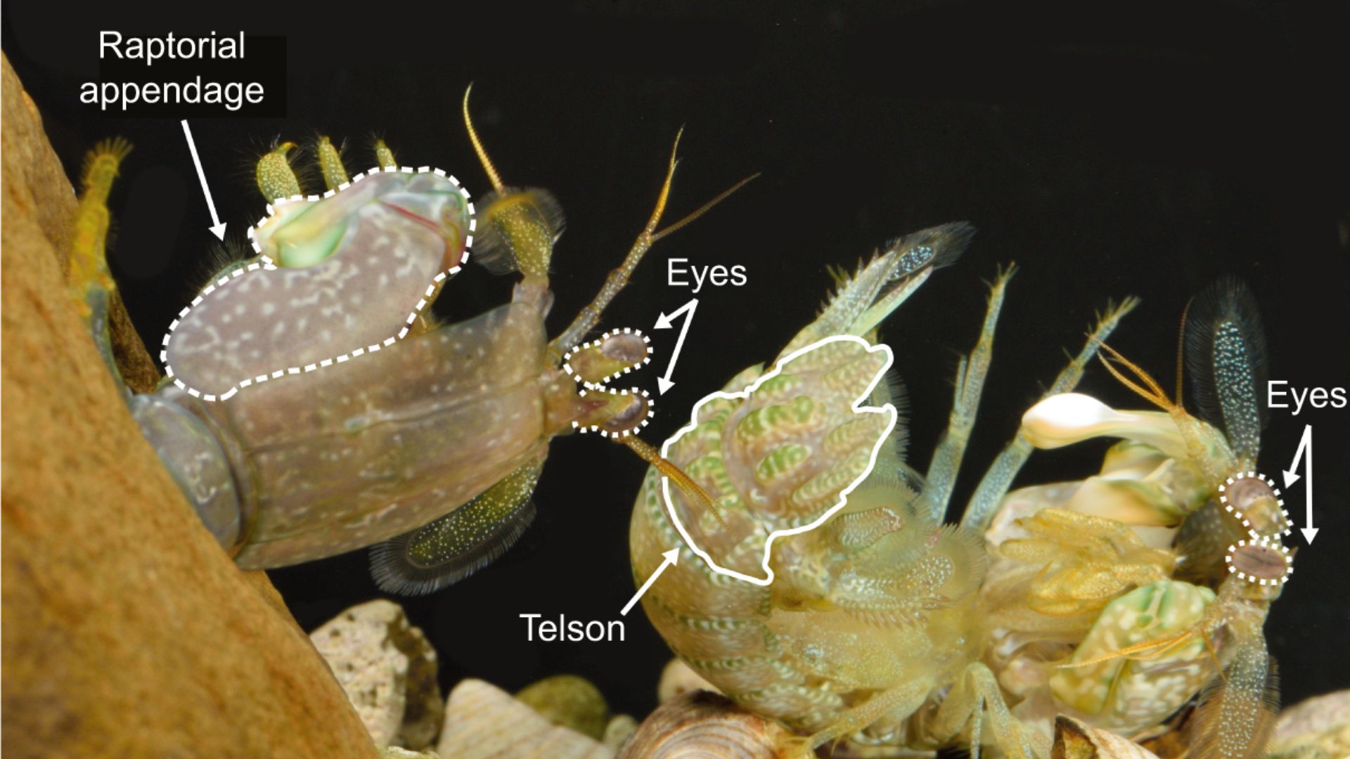 Beyond the realm of mantis shrimp, Green’s study holds profound implications for understanding how animals contend with high-impact forces. From bighorn sheep to trap-jaw ants, numerous creatures grapple with the challenges of combat. By bridging the gap between behavior and morphology, Green’s research paves the way for a deeper understanding of evolutionary defenses across the animal kingdom.