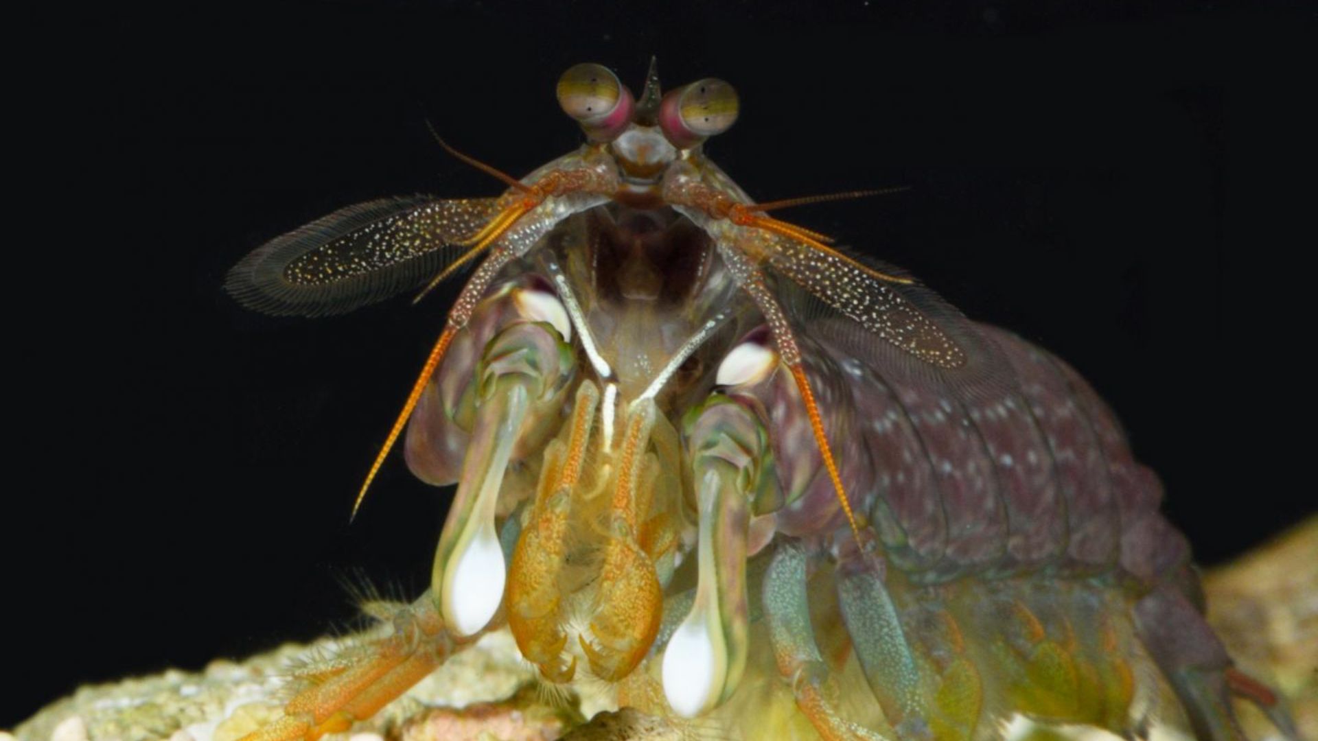 Green’s research highlights the importance of studying both physical structures and animal behavior. This combined approach offers a deeper understanding of how creatures like the mantis shrimp navigate the challenges of their environment. The study was published in Journal of Experimental Biology.