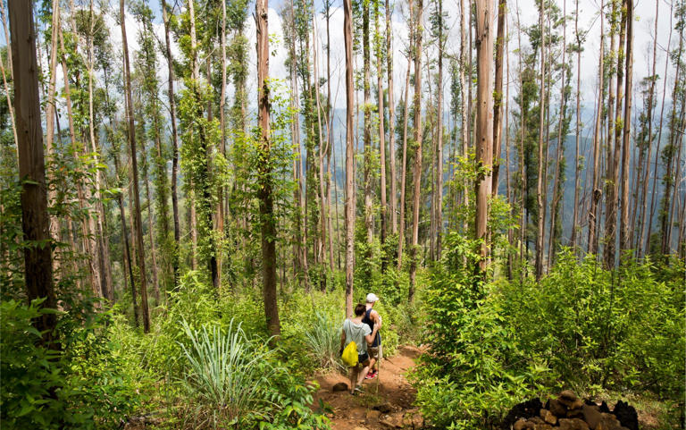 Walkers exploring the tea-growing region of Ella - Getty