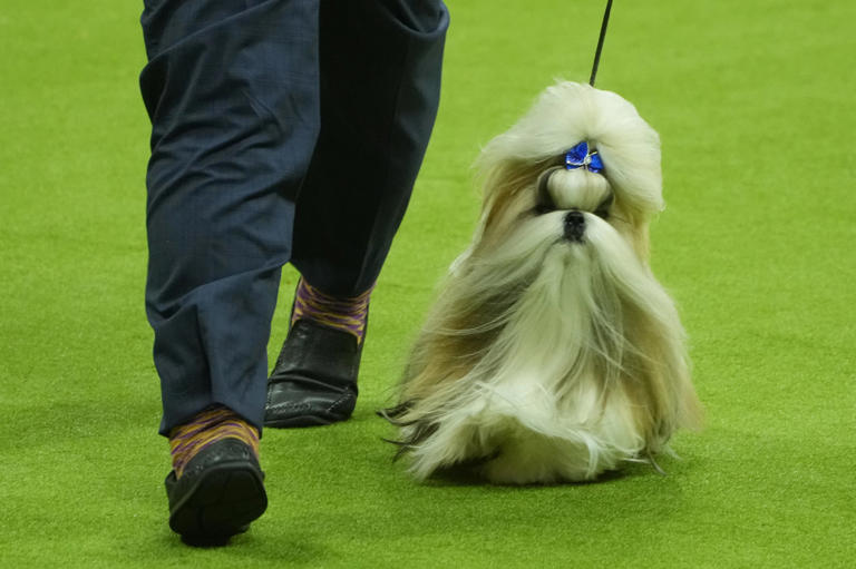 Watch Nimble the mixedbreed dog demolish the 2024 Westminster Masters