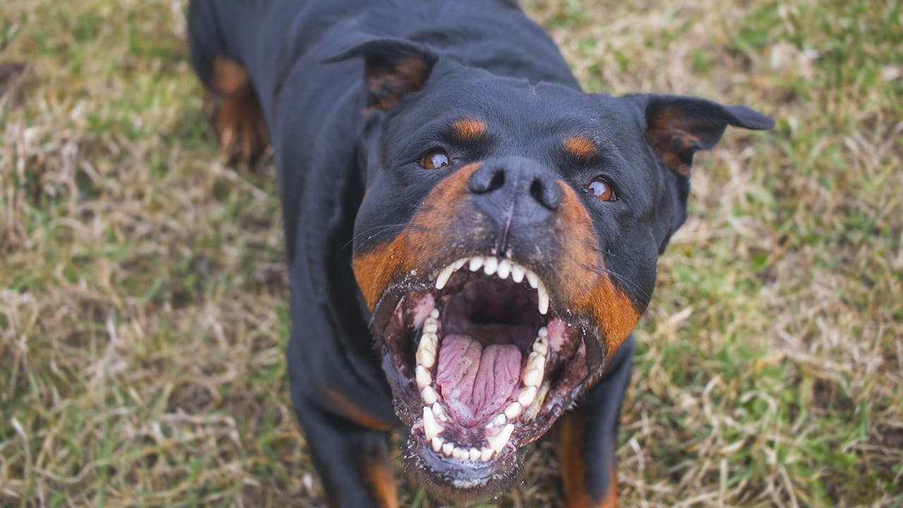 <p>Rottweilers, known for their strength and loyalty, have also been involved in a significant number of fatal attacks. In 2015, Rottweilers were the second most lethal dog breed, and together with Pit Bulls, they accounted for 91% of dog bite fatalities in the U.S.</p> <p>As with any large, powerful breed, Rottweilers require consistent training and socialization from an early age. </p>