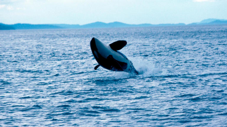 Killer whales attack and sink 50-foot yacht in Strait of Gibraltar: Spanish officials