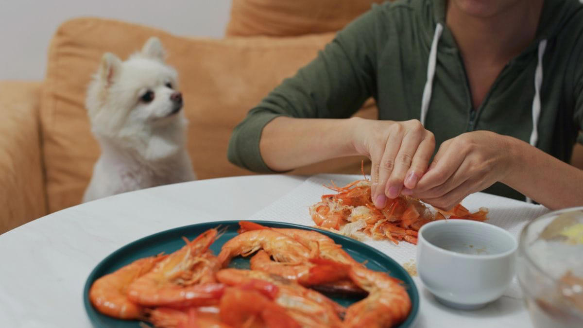 i cani possono mangiare i gamberetti? attenzione a queste cose