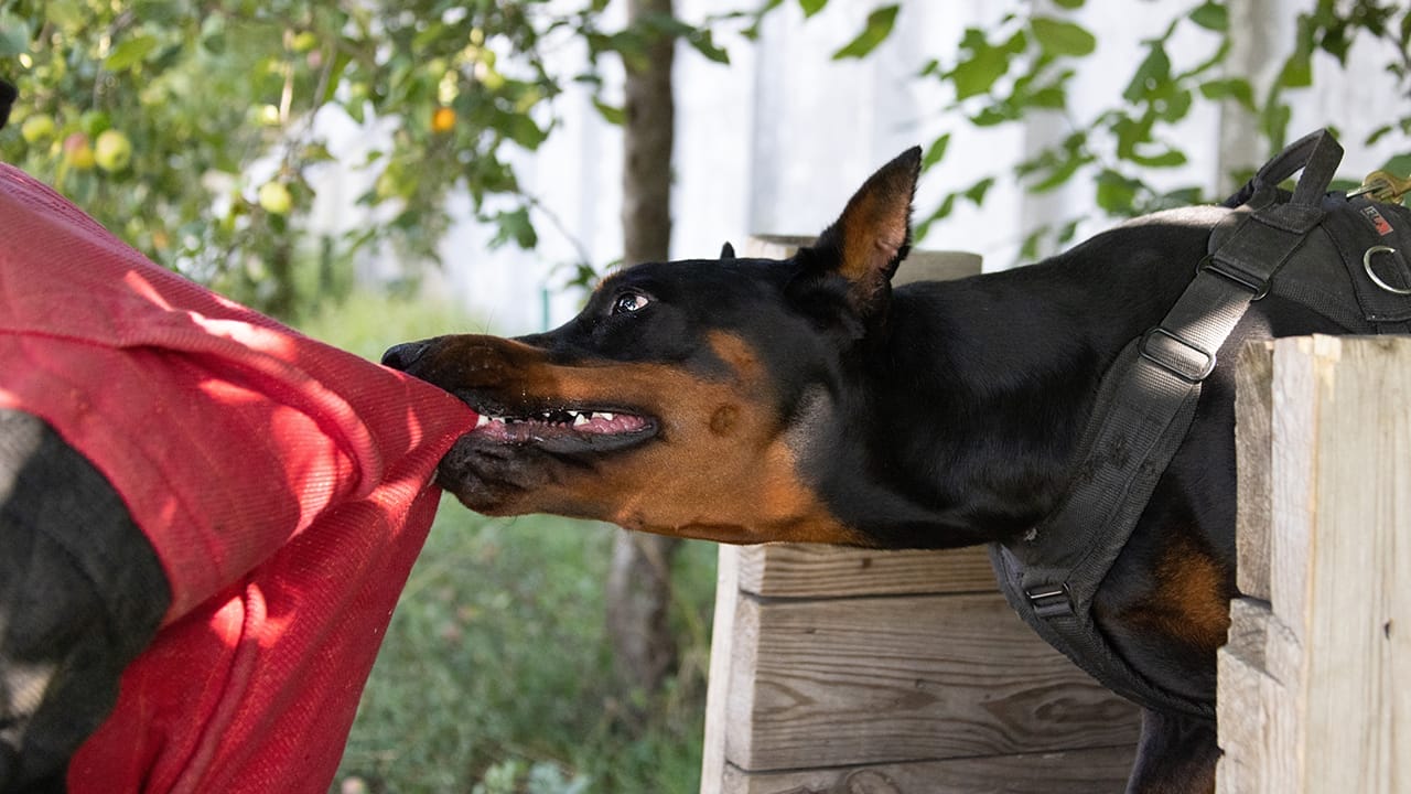 <p>Doberman Pinschers are known for their elegance and intelligence, but they have also been involved in several attacks. Most of these incidents occur when the dog is protecting its owner or property.</p>