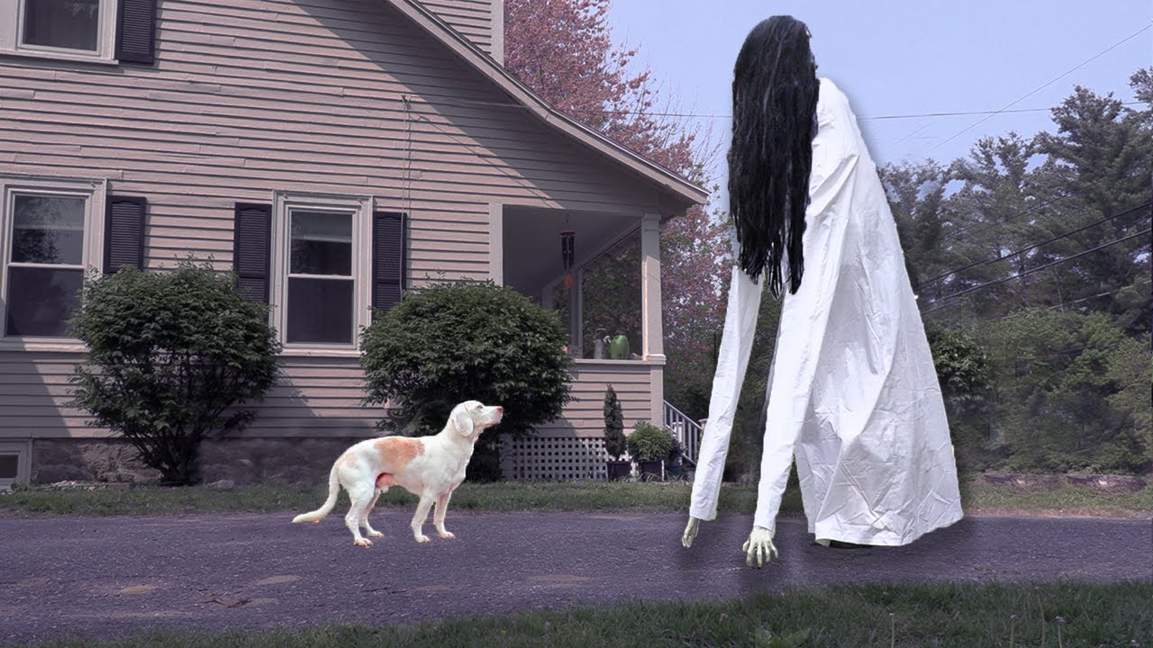 Dogs Not Afraid Of GIANT Ring Girl Ghost: Funny Dogs Maymo, Indie & Potpie