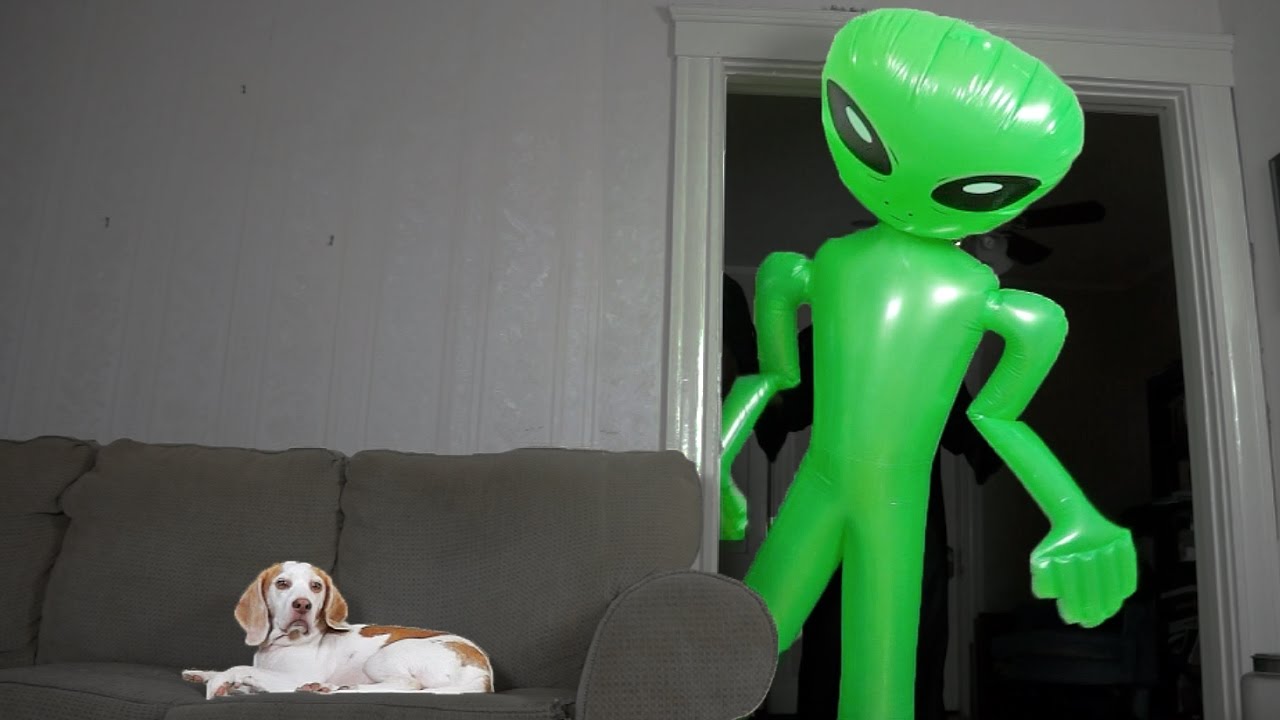 A dog is unfazed by a giant alien encounter