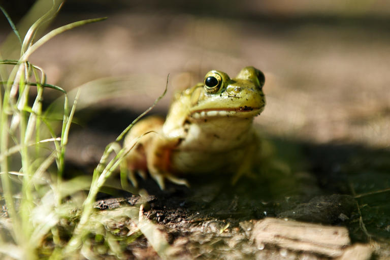 A guide to the frogs and toads of NJ: Species, habitats, range, and ...