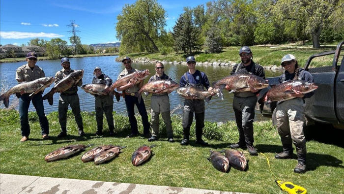 colorado angler helps authorities crack down on gigantic invasive fish: 'highly unusual'