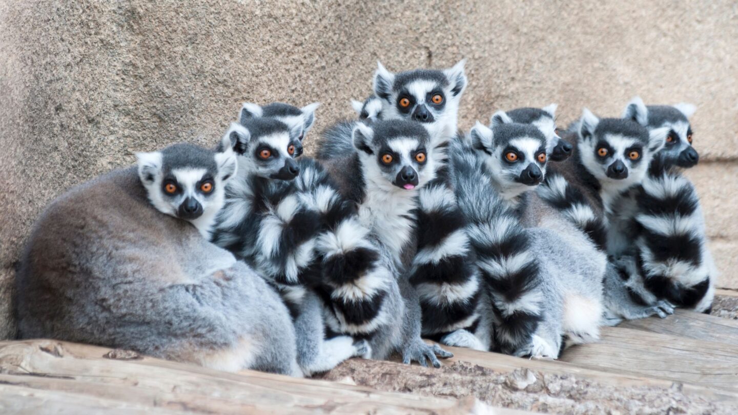 <p>Madagascar is the world's playground for lemurs, ranging from the tiny mouse lemur to the majestic indri. Exploring parks like Andasibe lets you hear their unique calls and see these playful creatures leap through the trees. It's a unique chance to meet wildlife that exists nowhere else.</p>