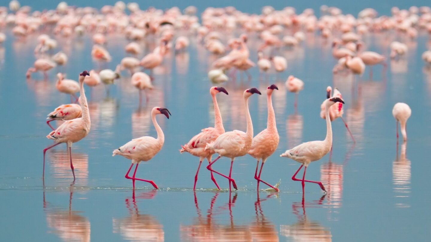 <p>Kenya’s Lake Nakuru offers a breathtaking scene as thousands of flamingos gather, turning the lake a soft pink. This natural wonder is best seen in peak season when the lake becomes a canvas of moving color. It's a photographer's and nature lover's paradise.</p>