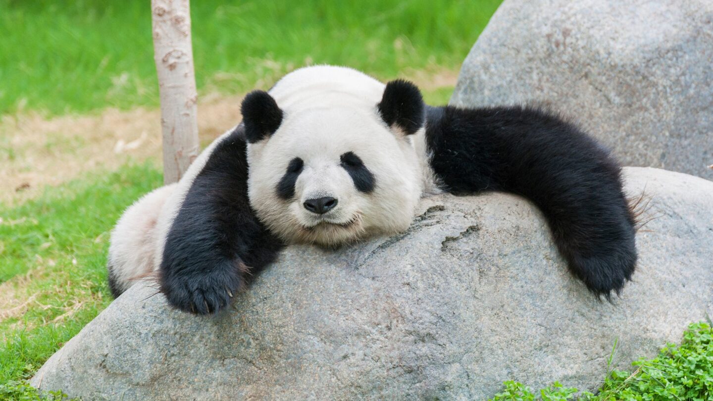 <p>In China, you can get up close with their giant pandas. Visiting conservation centers lets you see these charming creatures and learn about efforts to protect them. It's a touching experience that makes you part of their story of survival.</p>