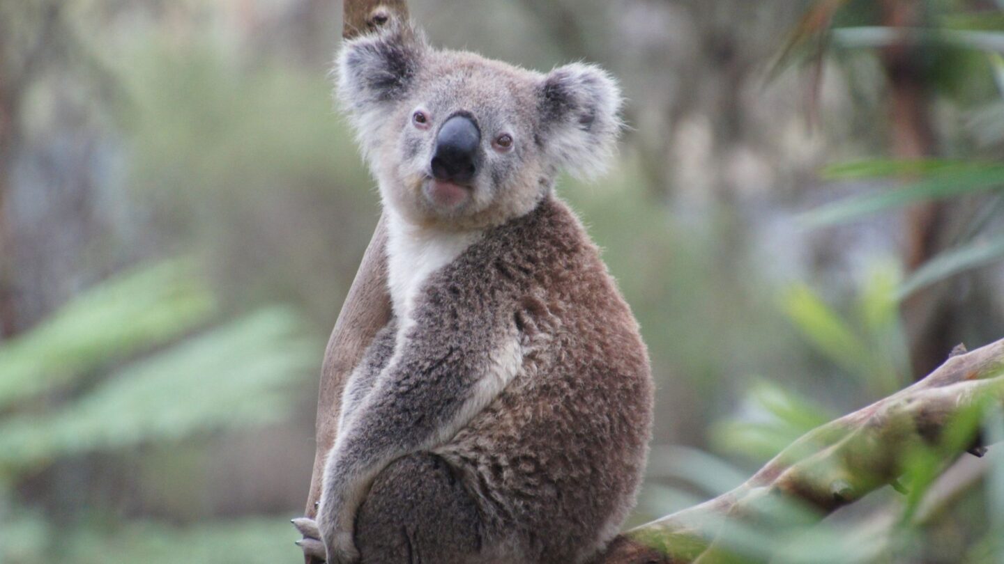 <p>Australia's kangaroos and koalas are icons of the wild. Spot kangaroos bounding across fields or find koalas curled up in eucalyptus trees. Visiting wildlife sanctuaries even offers a chance to get close and learn about their habits and quirks.</p>