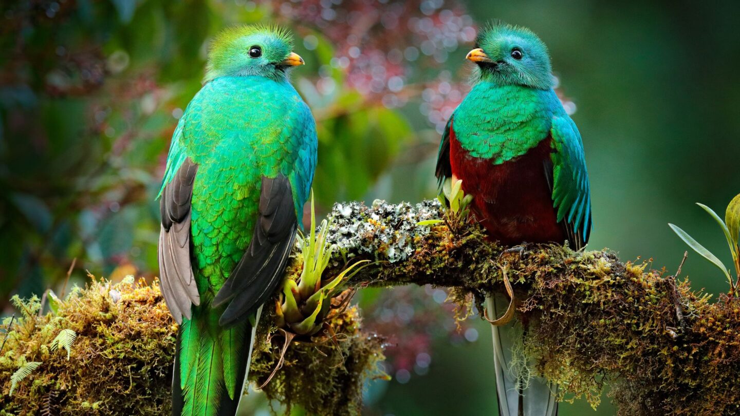 <p>Head to Costa Rica’s forests to spot the unique Resplendent Quetzal birds. These vibrantly colored birds are a sight to behold during breeding season. Join a guided tour for your best shot at witnessing these beauties in their natural, misty habitat.</p>