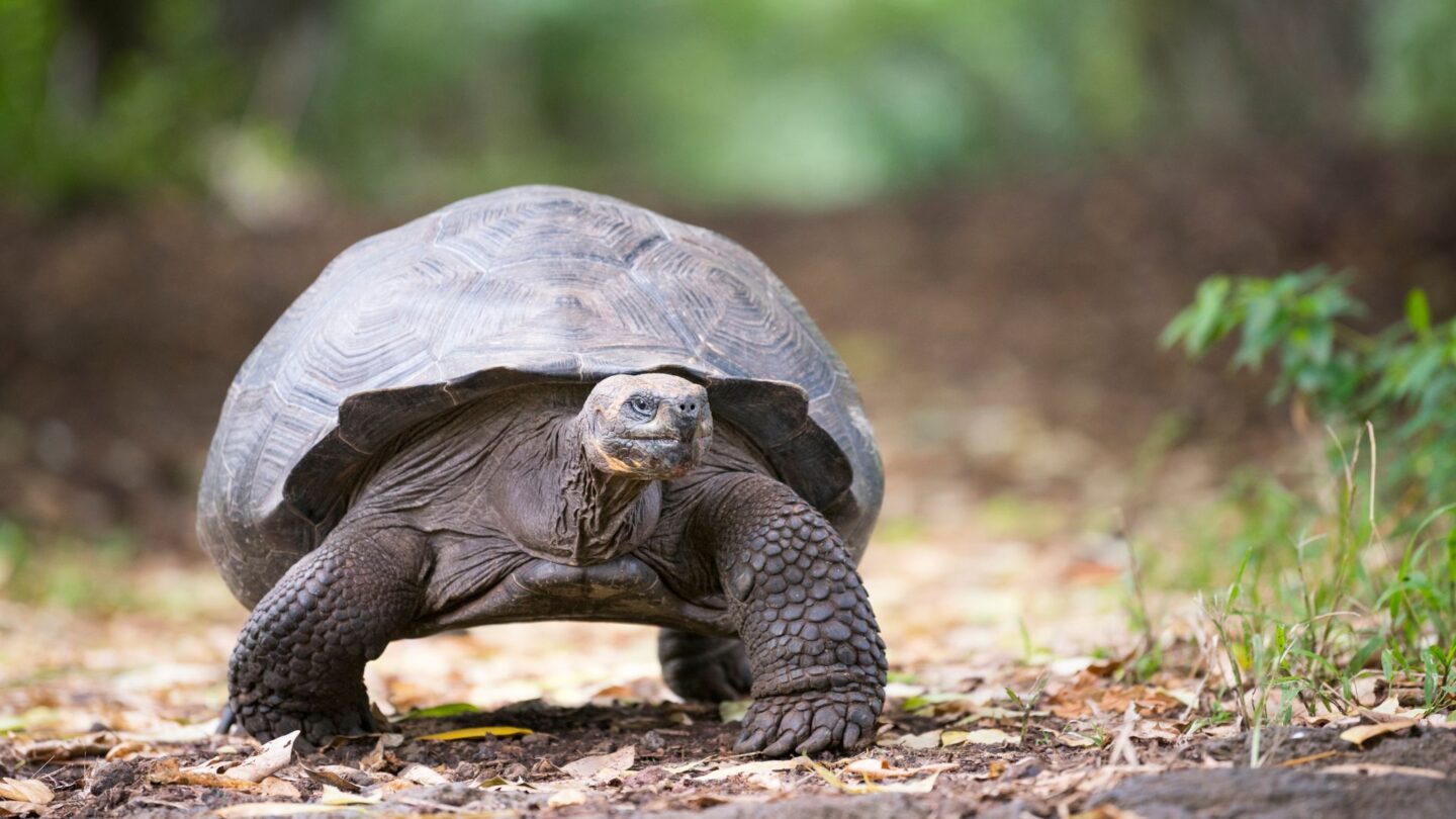 <p>The Galápagos Islands are a hub for exotic wildlife, including the ancient giant tortoises. Seeing these massive creatures in their natural setting is a humbling experience that connects you to the island's unique ecosystem. It's like walking in a living museum.</p>