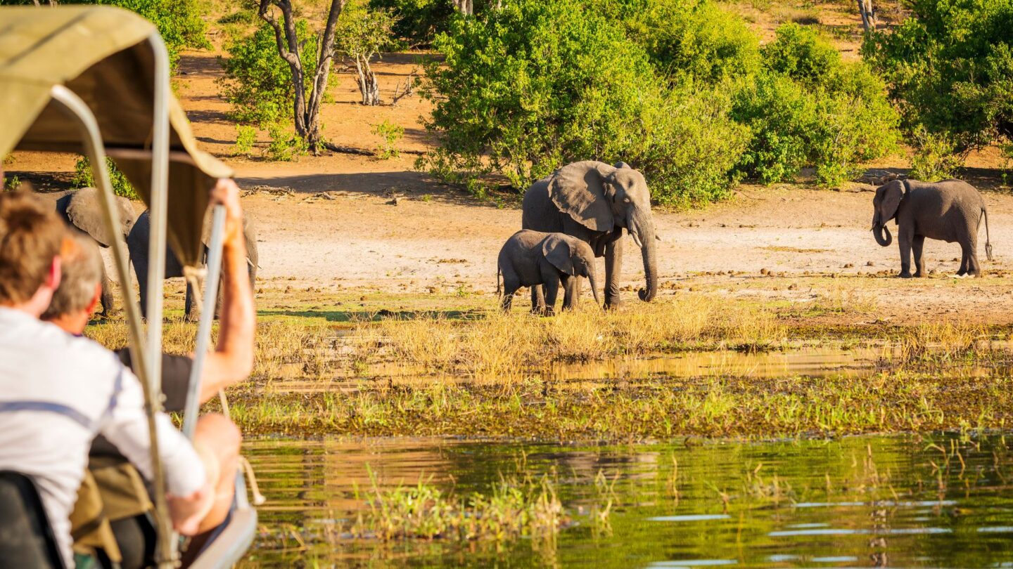 <p>Experience a thrilling South African safari and meet the famous Big Five in places like Kruger National Park. Guided tours take you right into the heart of the wilderness, where lions, elephants, and rhinos roam freely. It's a wild adventure that you won't forget.</p>