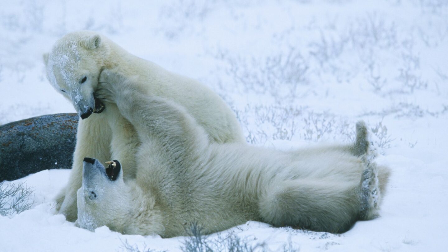 <p>Visit Churchill, Manitoba, known as the polar bear capital, to see these majestic animals in their Arctic environment. Tundra buggy tours offer a safe and intimate way to watch polar bears wander the icy landscape. It's a stunning display of nature's beauty and strength.</p>