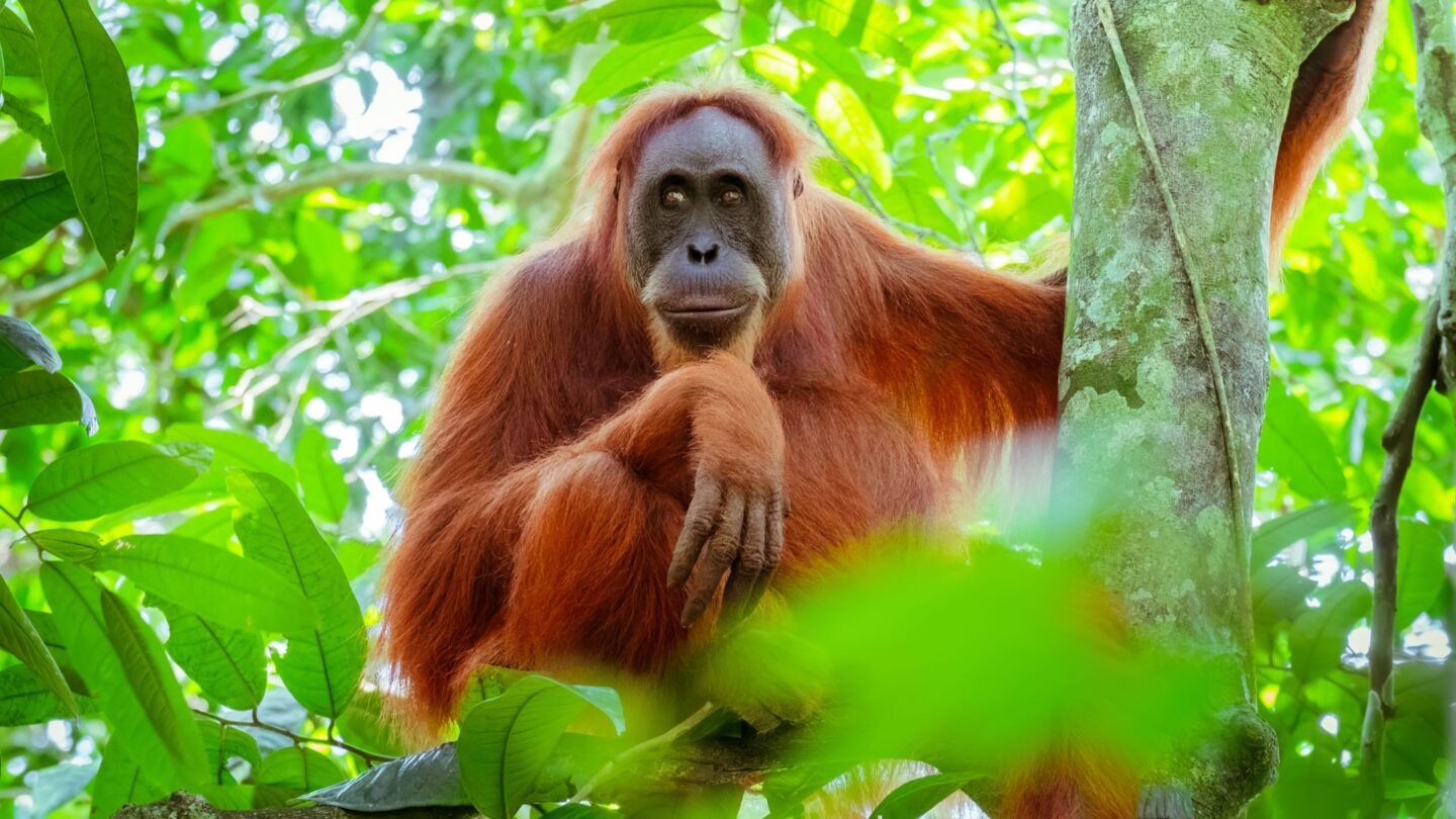 <p>In Borneo, orangutans are the stars of the show. Conservation areas give you a glimpse into their world as they swing through the rainforest and come to feeding stations. It's a heartwarming and eye-opening visit that emphasizes the need to protect these gentle creatures.</p>