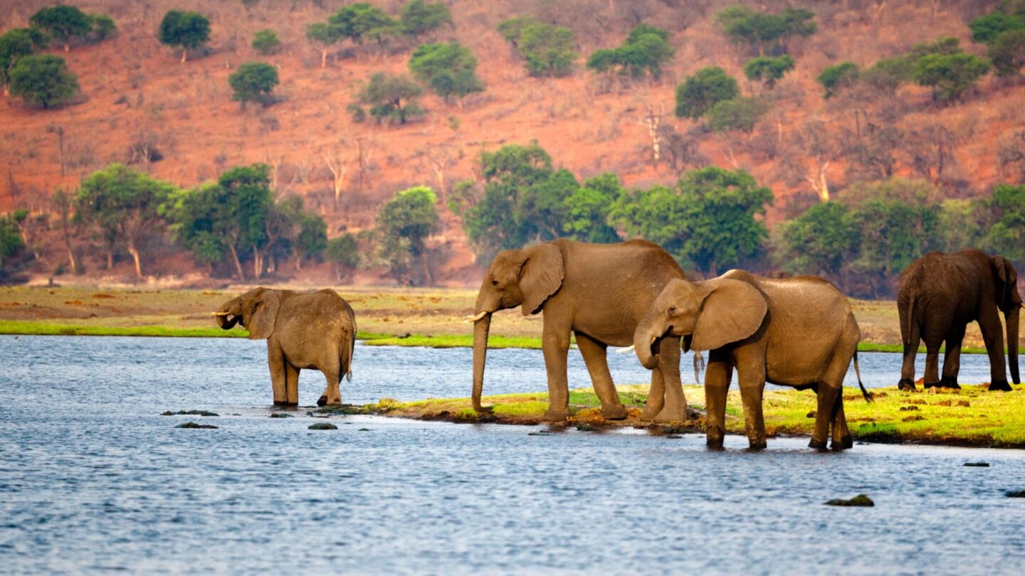<p>Botswana is a haven for elephants, with vast herds in Chobe National Park and the Okavango Delta. Watching these gentle giants roam the African bush and splash in the waters is an unforgettable sight that underscores the beauty of nature.</p>